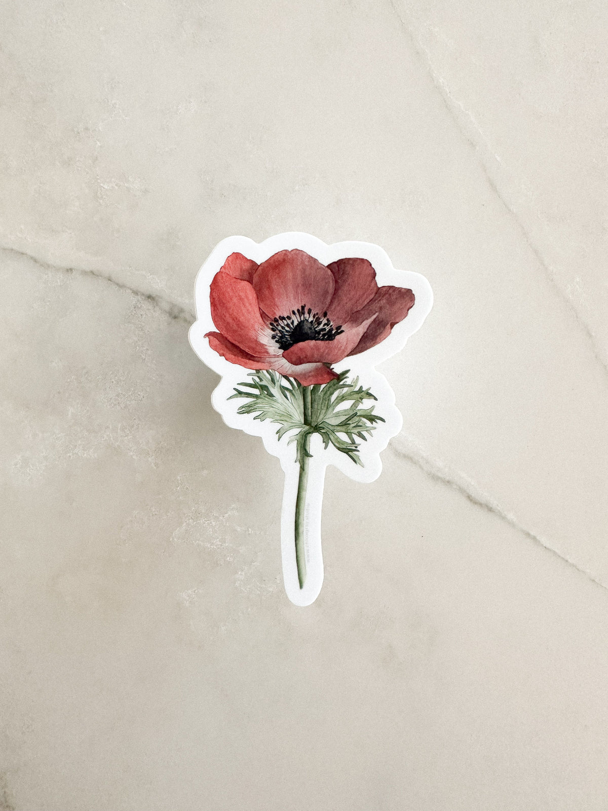Anemone 'Carmel Red' Sticker