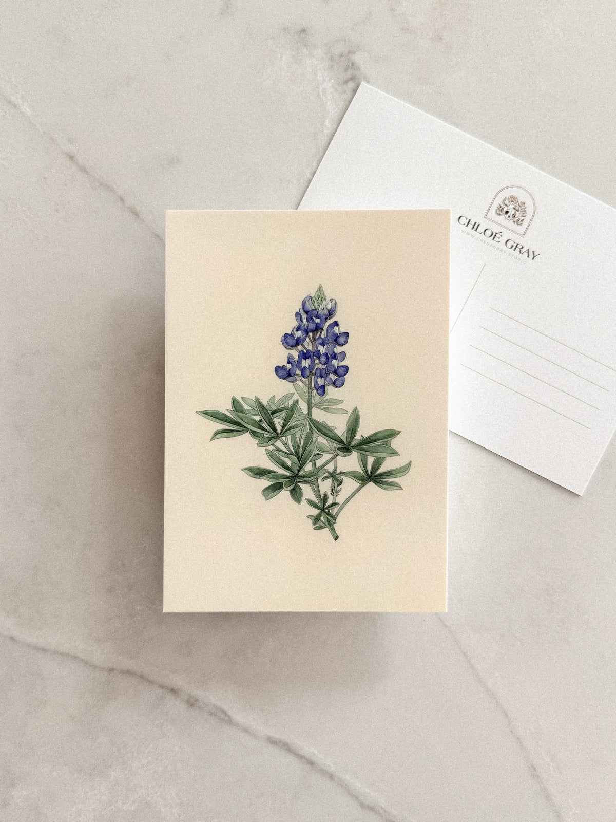 Bluebonnet Postcard