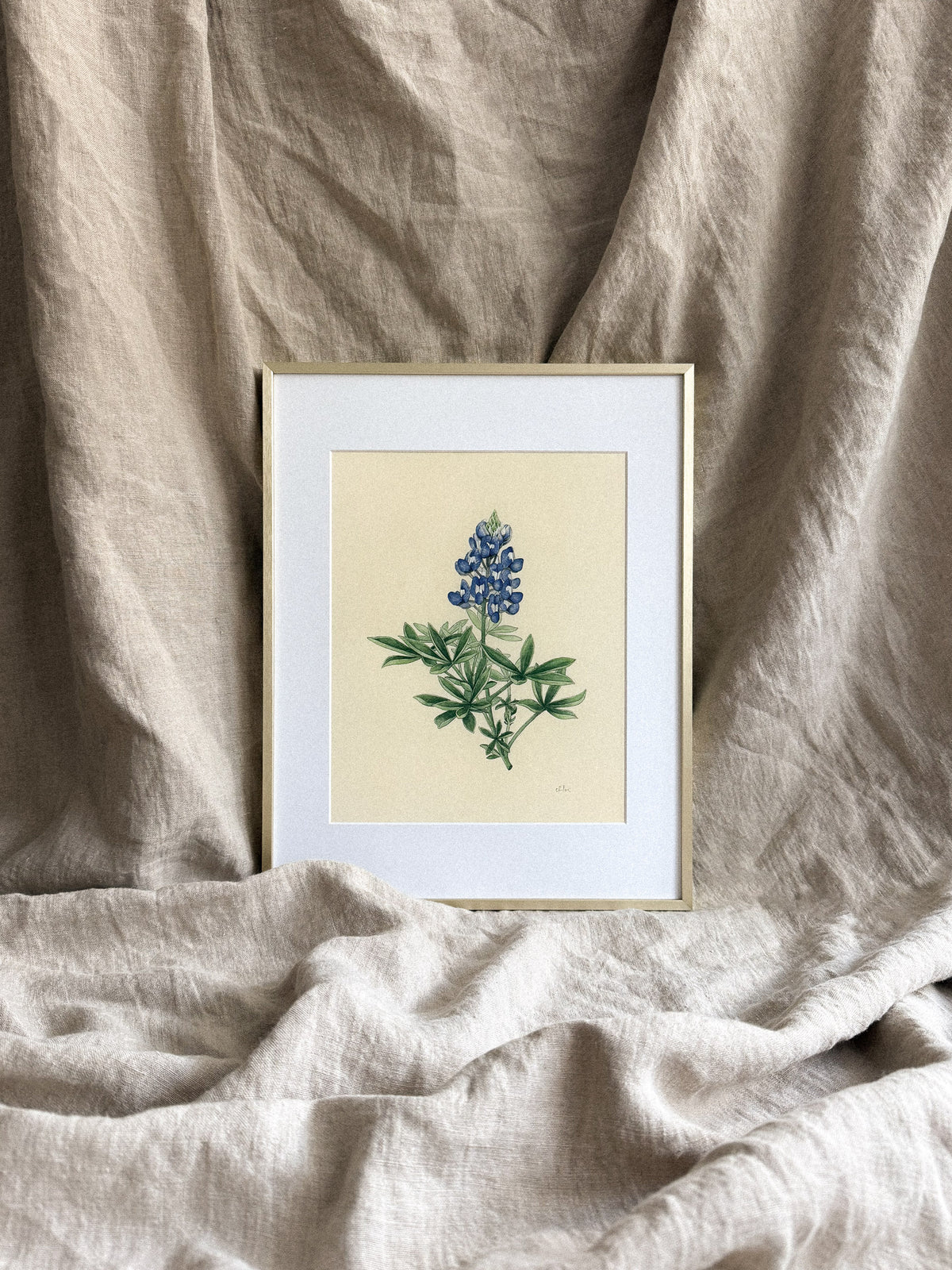 Bluebonnet Print 8x10