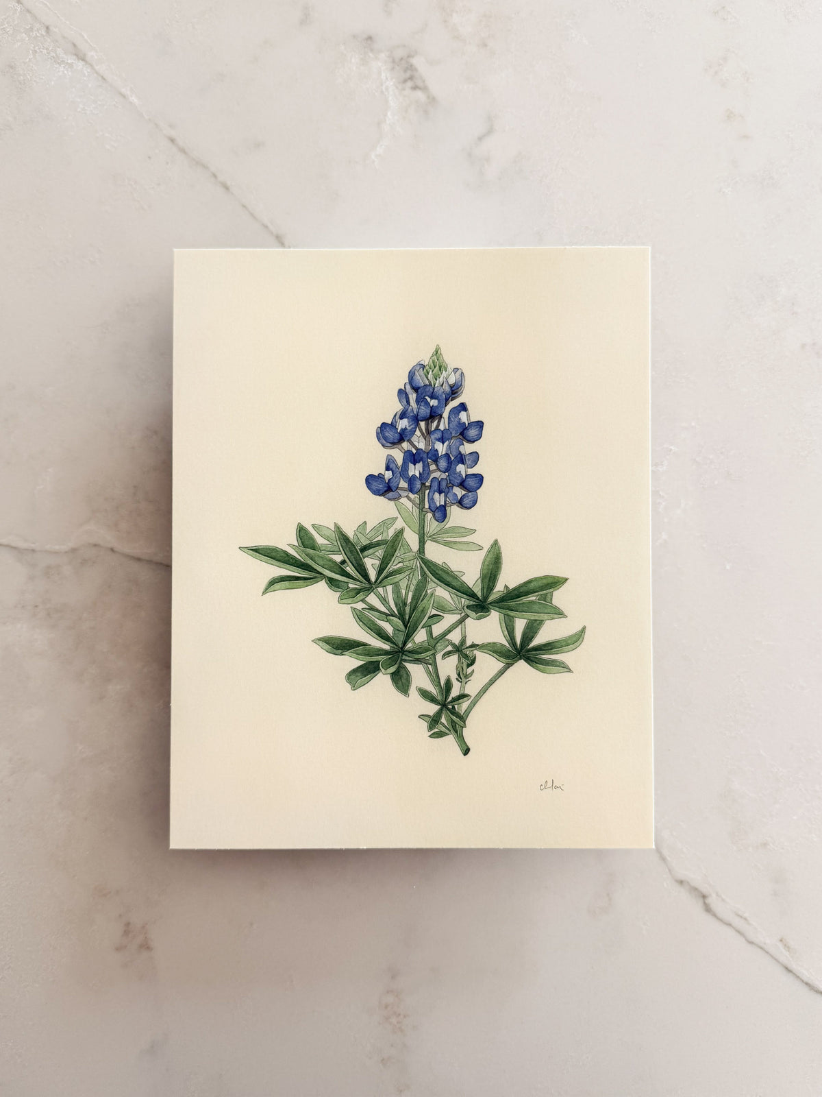 Bluebonnet Print 8x10