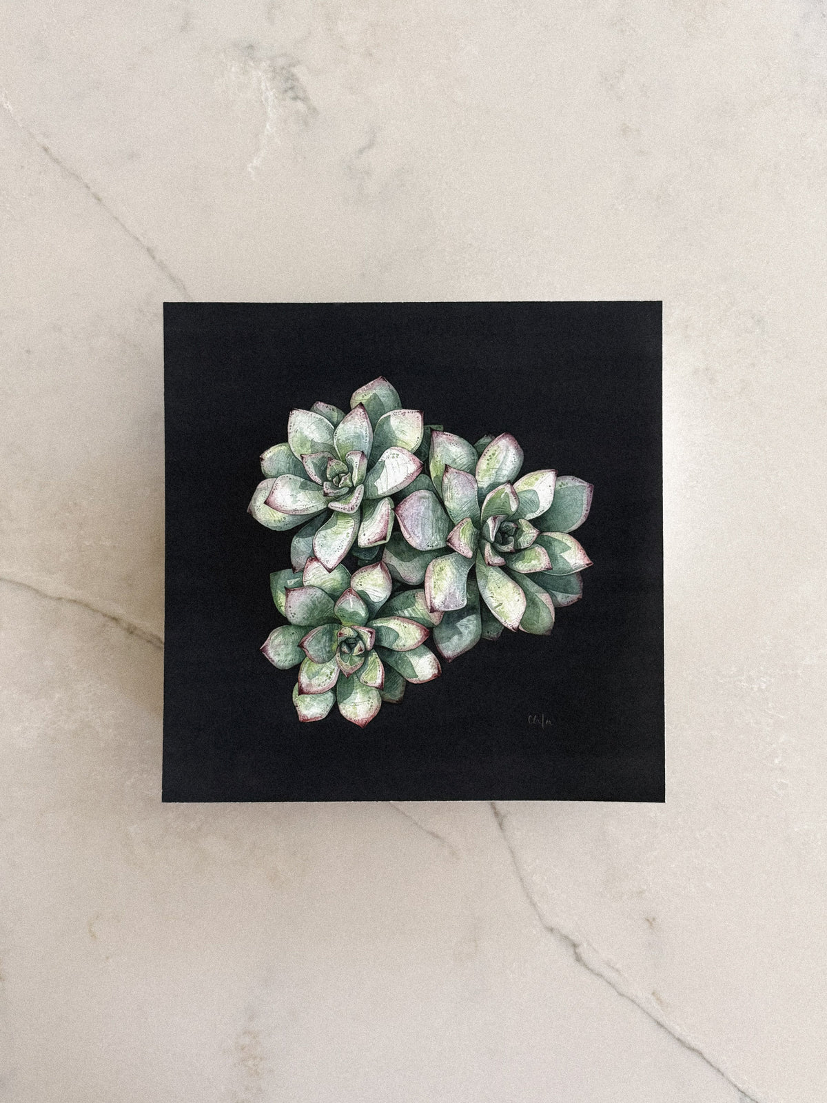 Echeveria Print 8x8