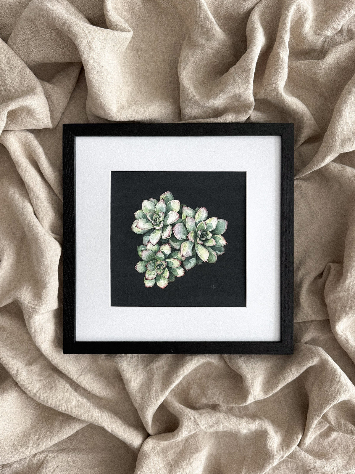 Echeveria Print 8x8