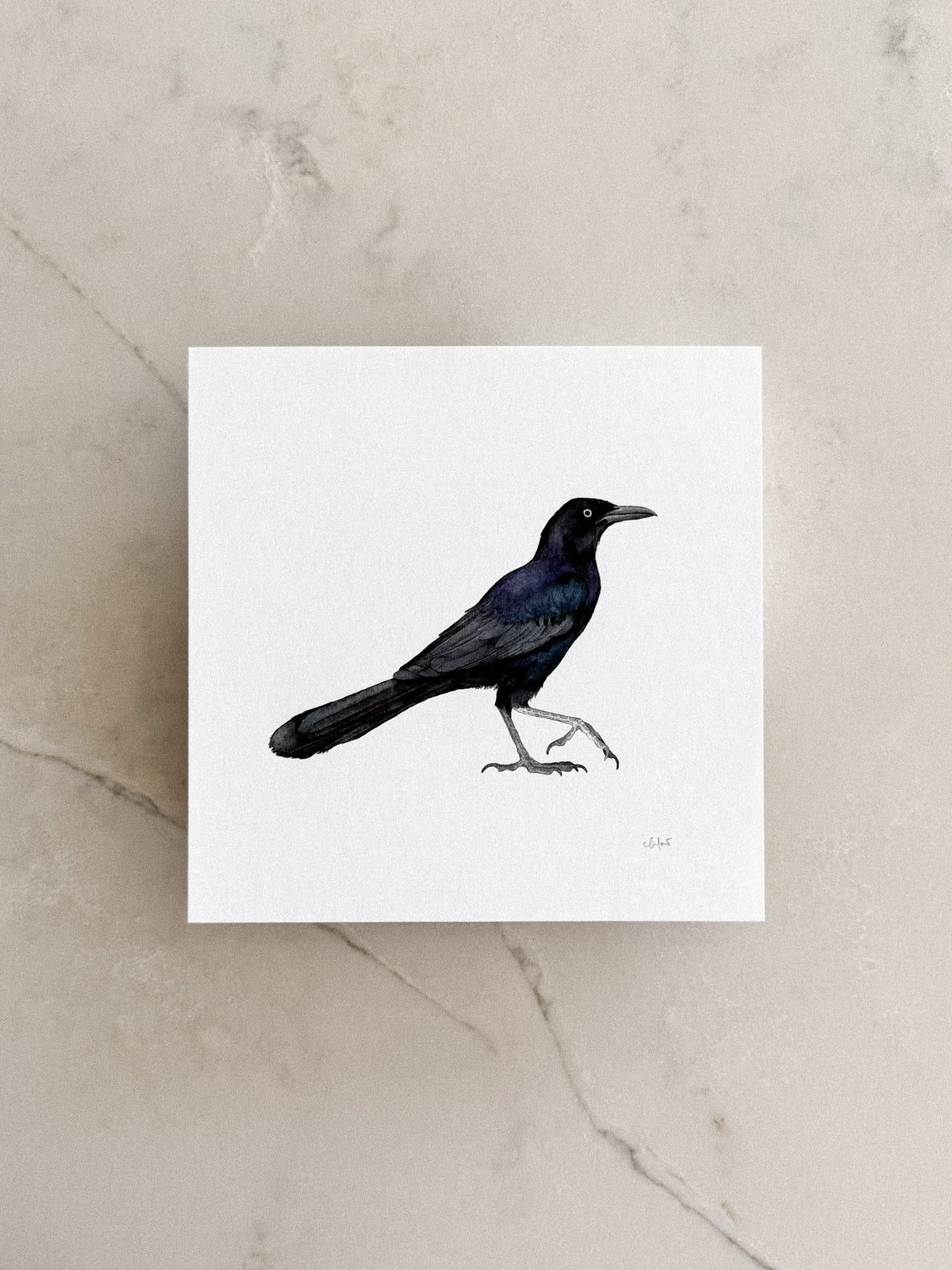 Grackle Print 8x8