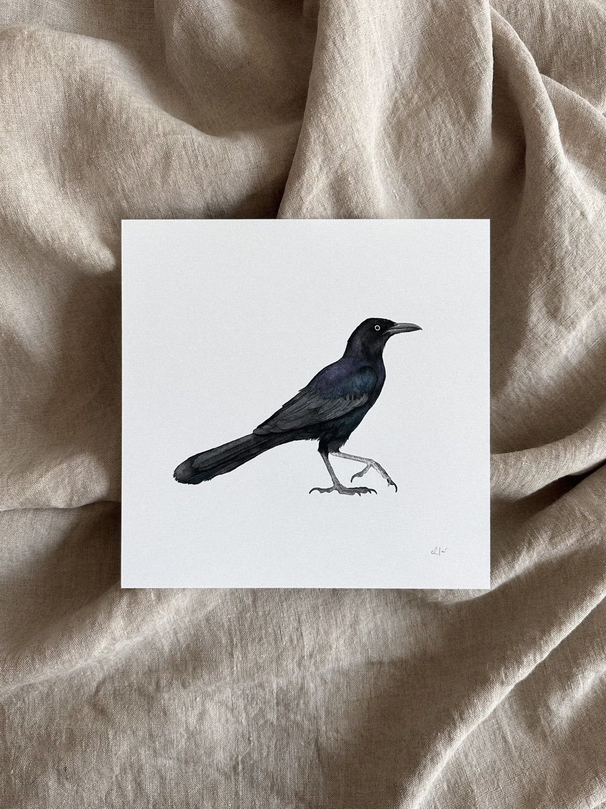 Grackle Print 8x8