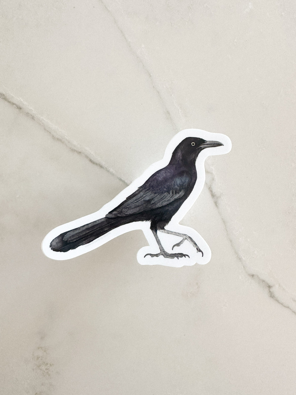 Grackle Sticker