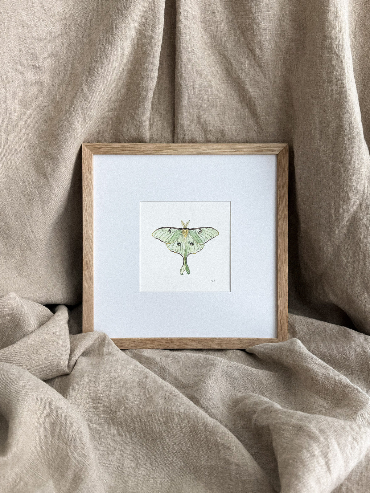 Luna Moth Mini Print 5x5