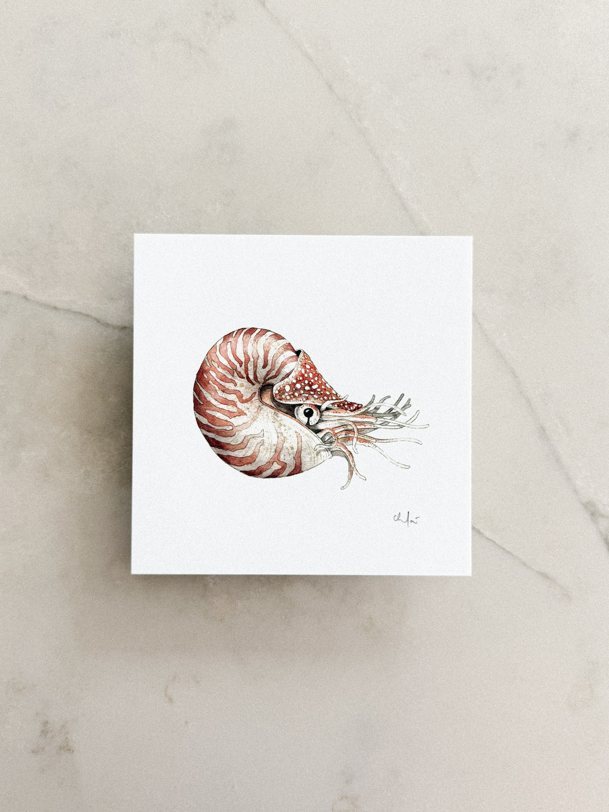 Nautilus Mini Print 5x5