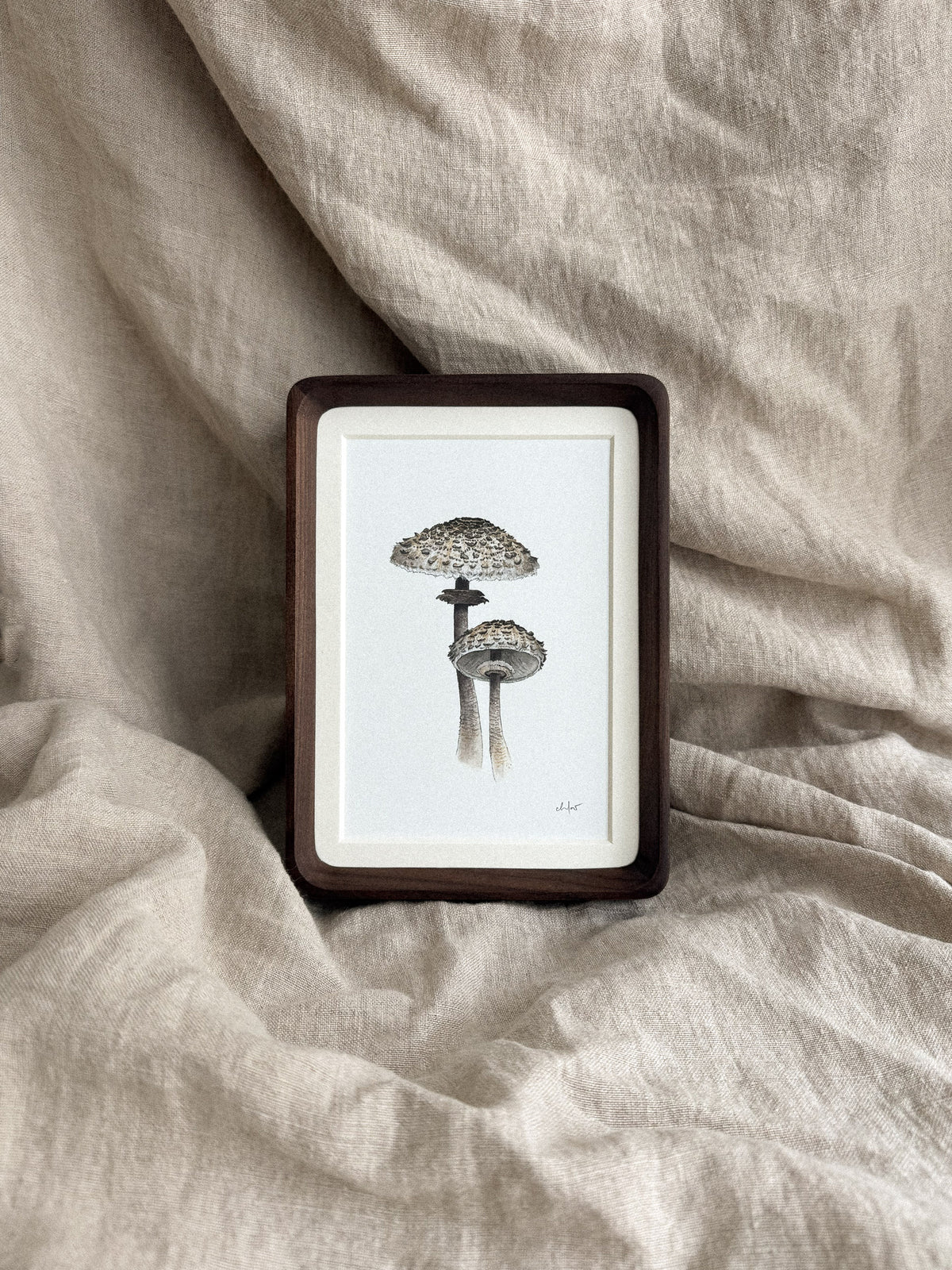 Parasol Mushrooms Mini Print 4x6