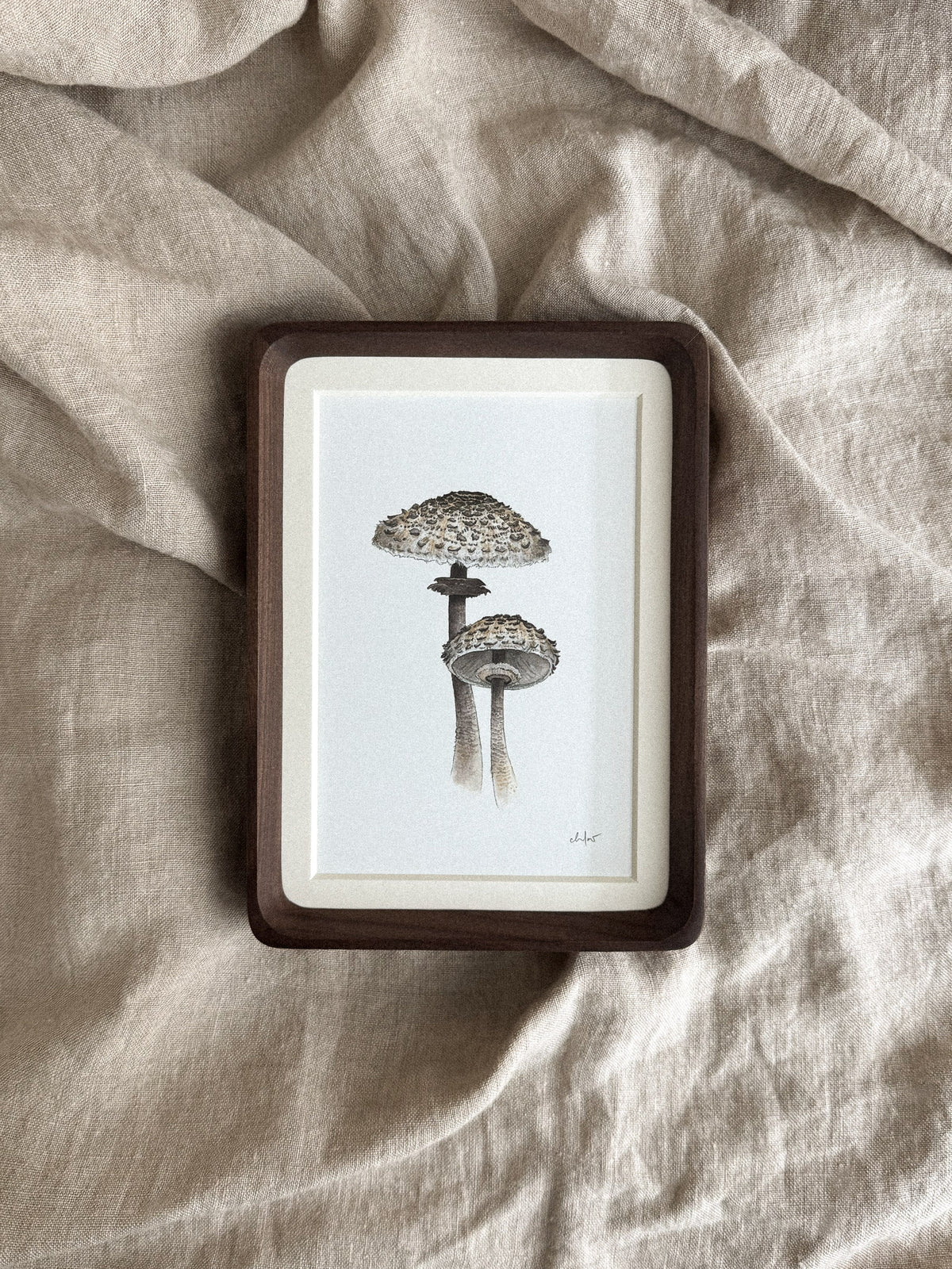 Parasol Mushrooms Mini Print 4x6