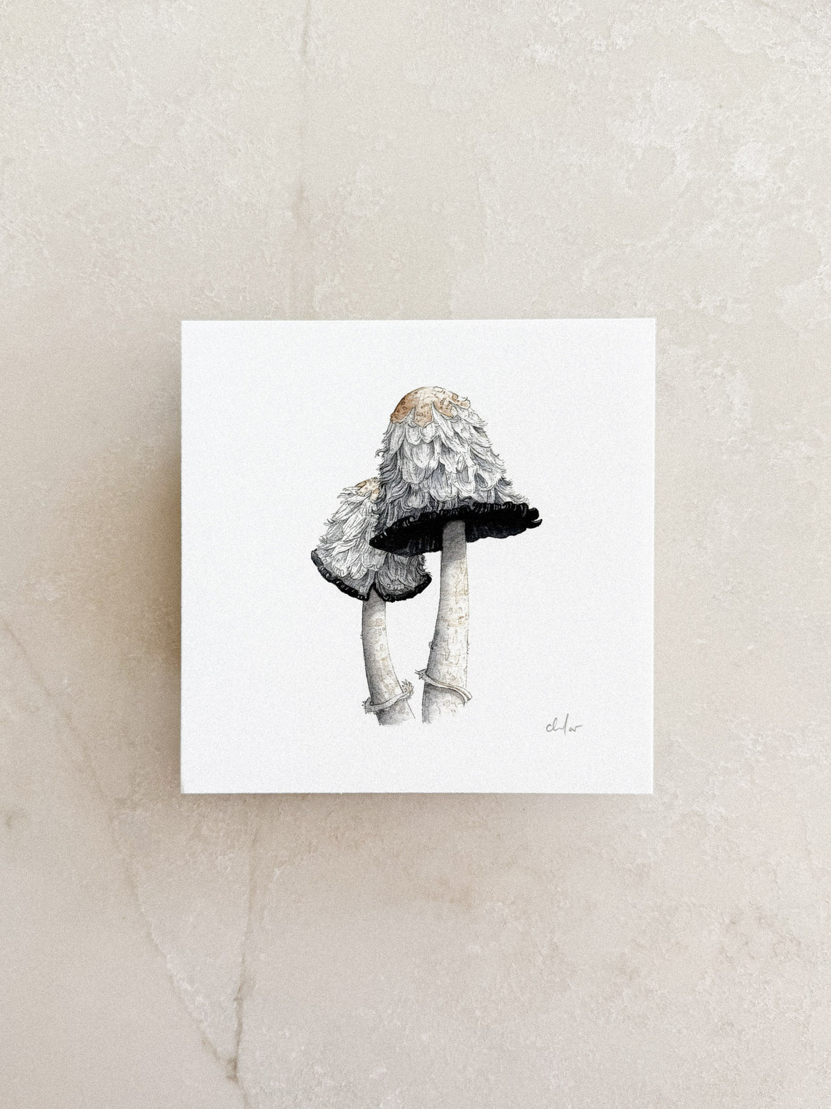 Shaggy Mane Mushrooms Mini Print 5x5