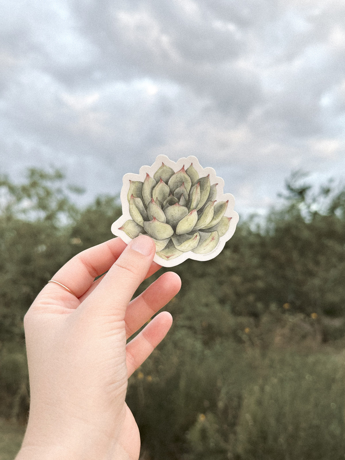 Succulent Sticker