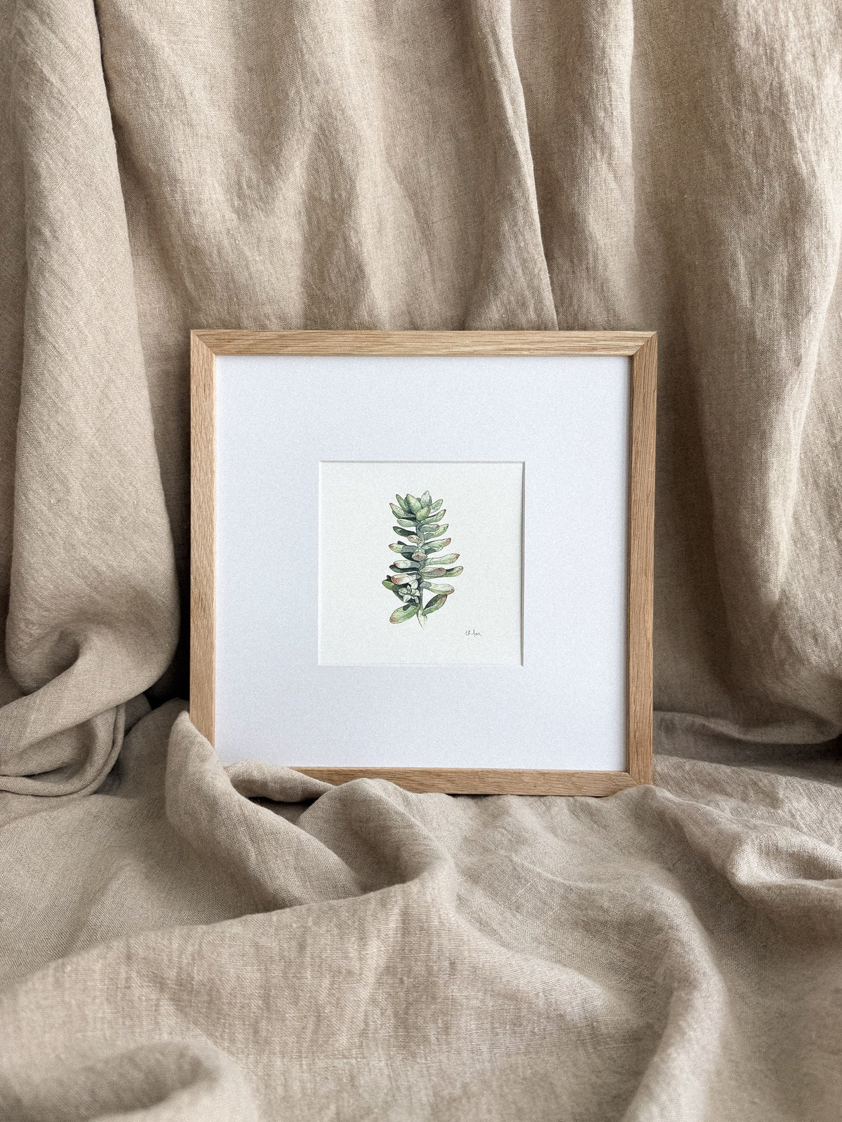 Succulent Study #1 Mini Print 5x5