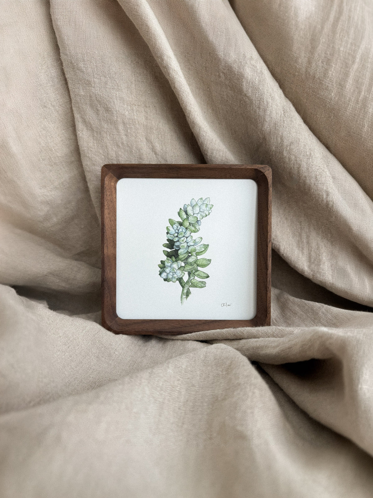 Succulent Study #2 Mini Print 5x5