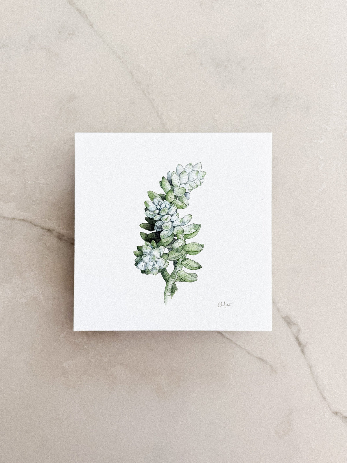Succulent Study #2 Mini Print 5x5