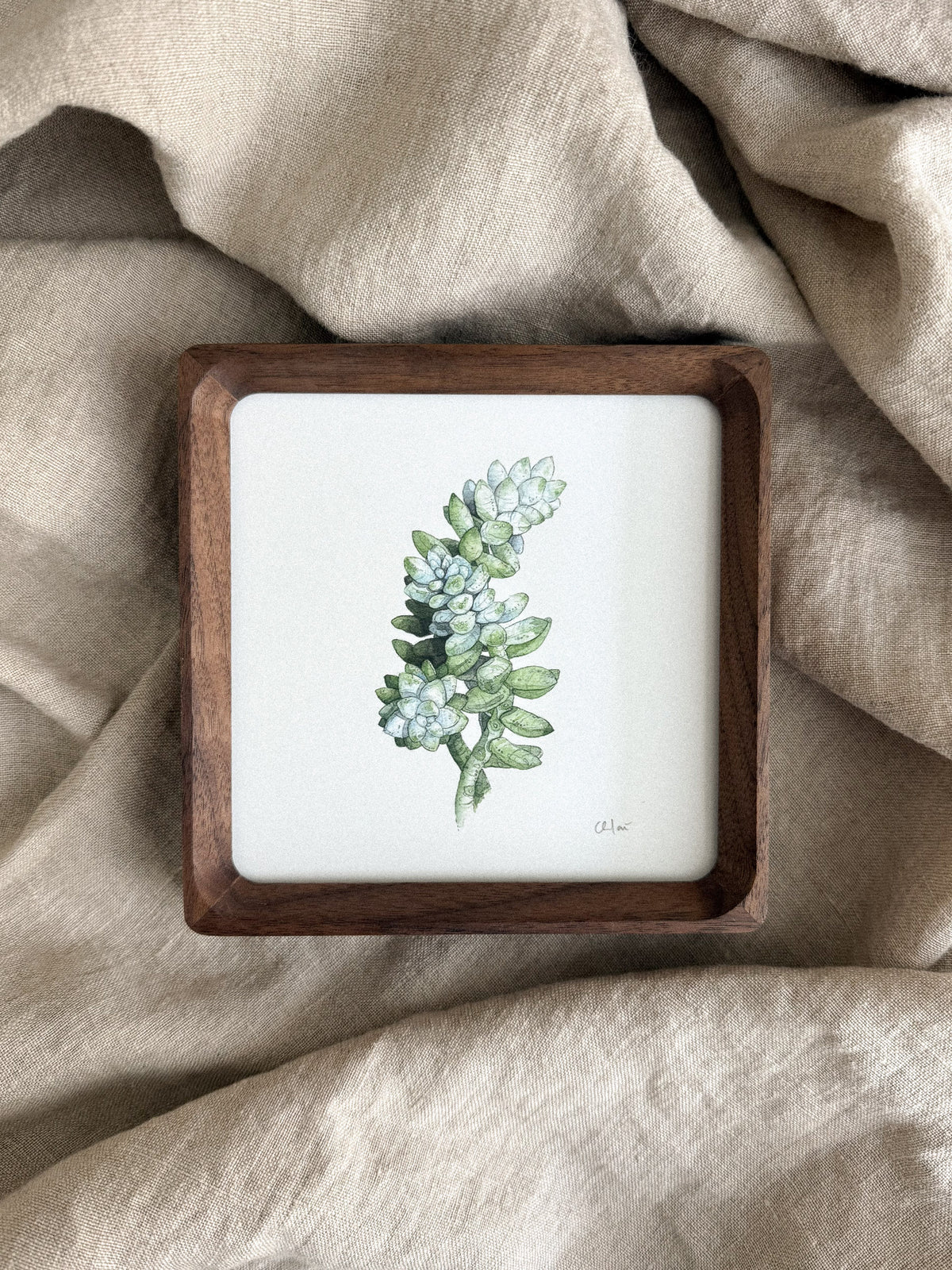 Succulent Study #2 Mini Print 5x5