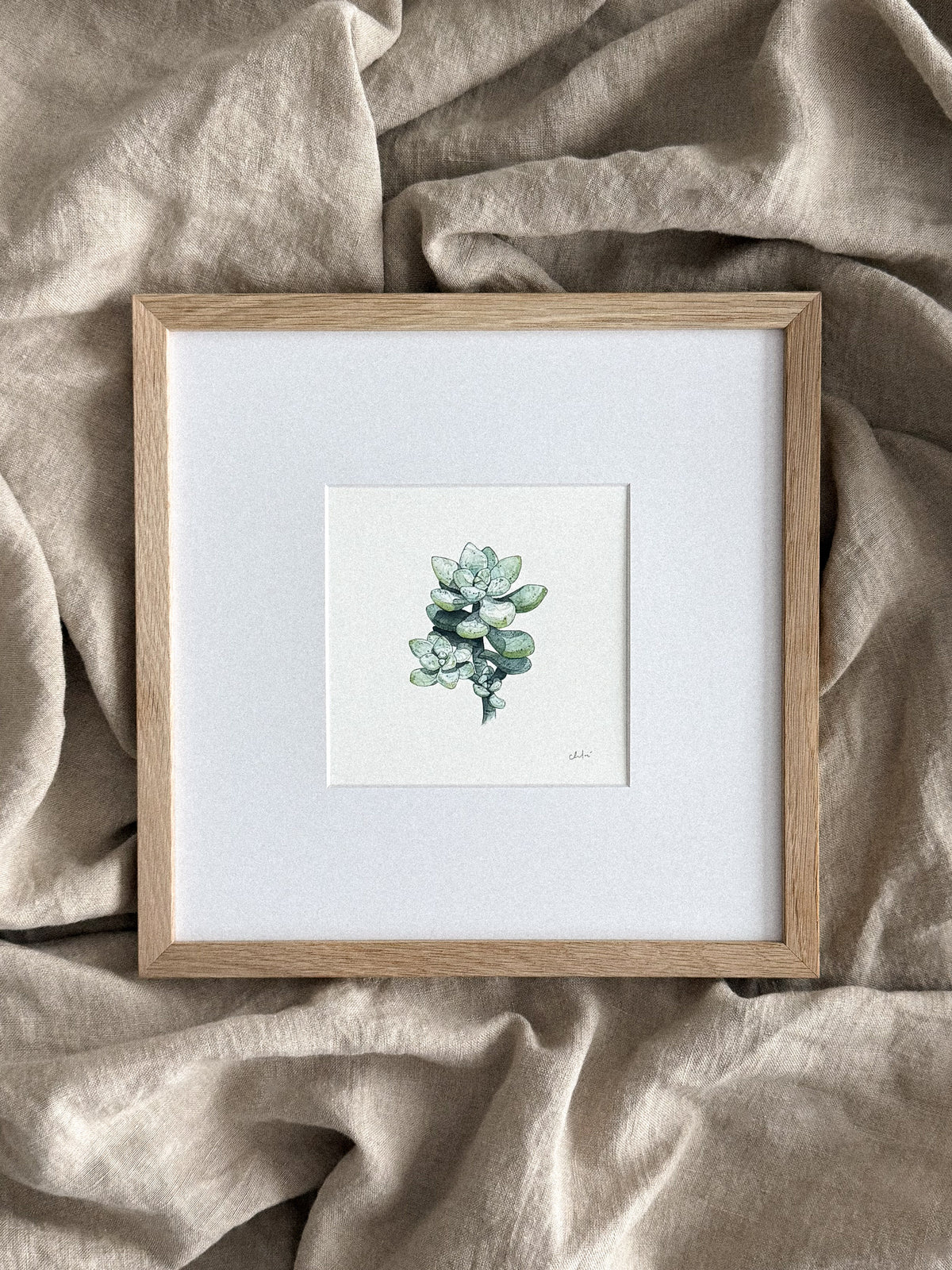 Succulent Study #3 Mini Print 5x5