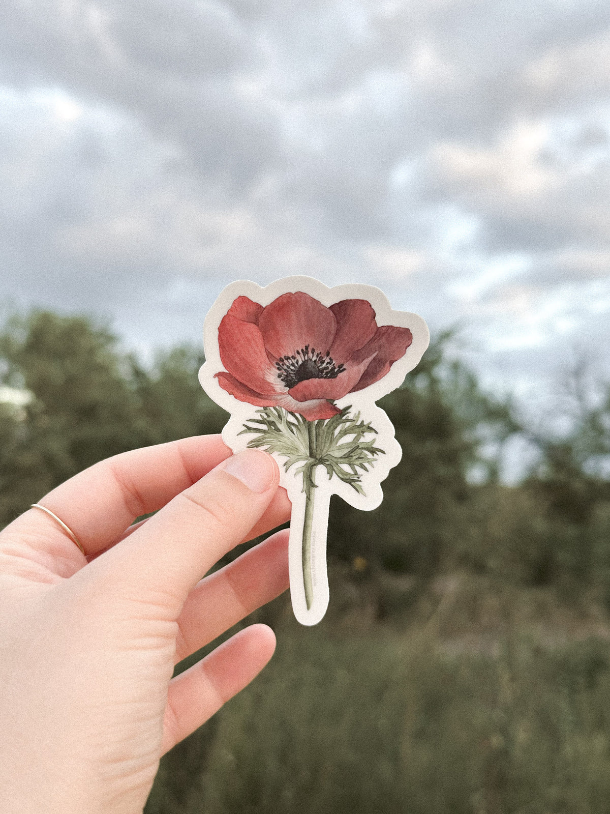 Anemone 'Carmel Red' Sticker