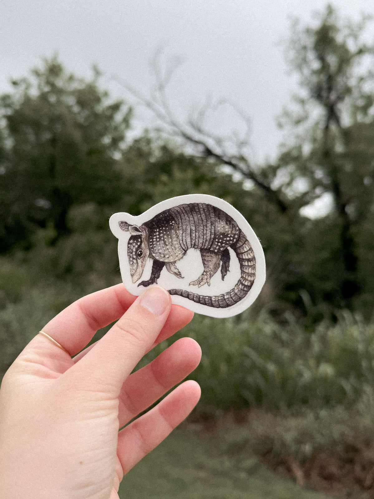 Armadillo Sticker