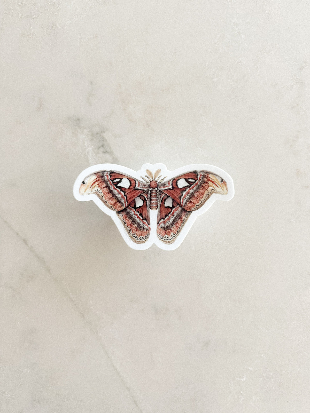 Atlas Moth Sticker