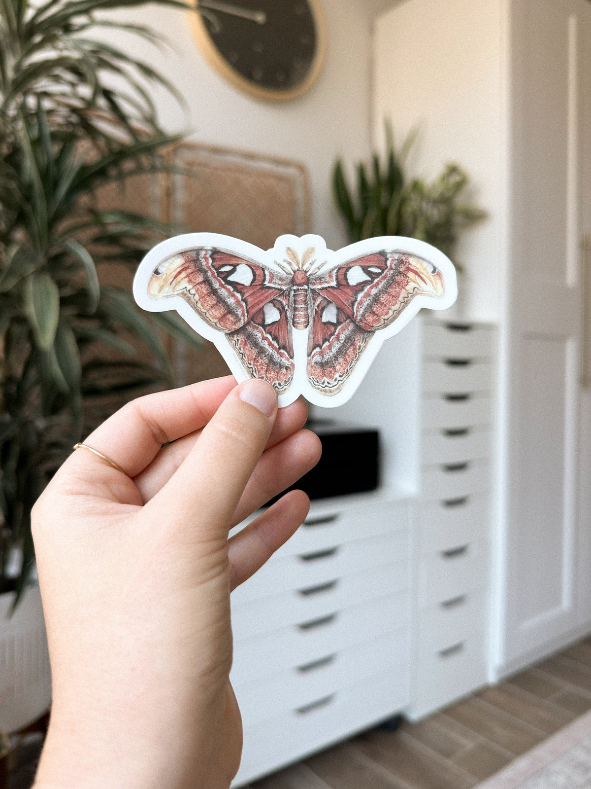 Atlas Moth Sticker