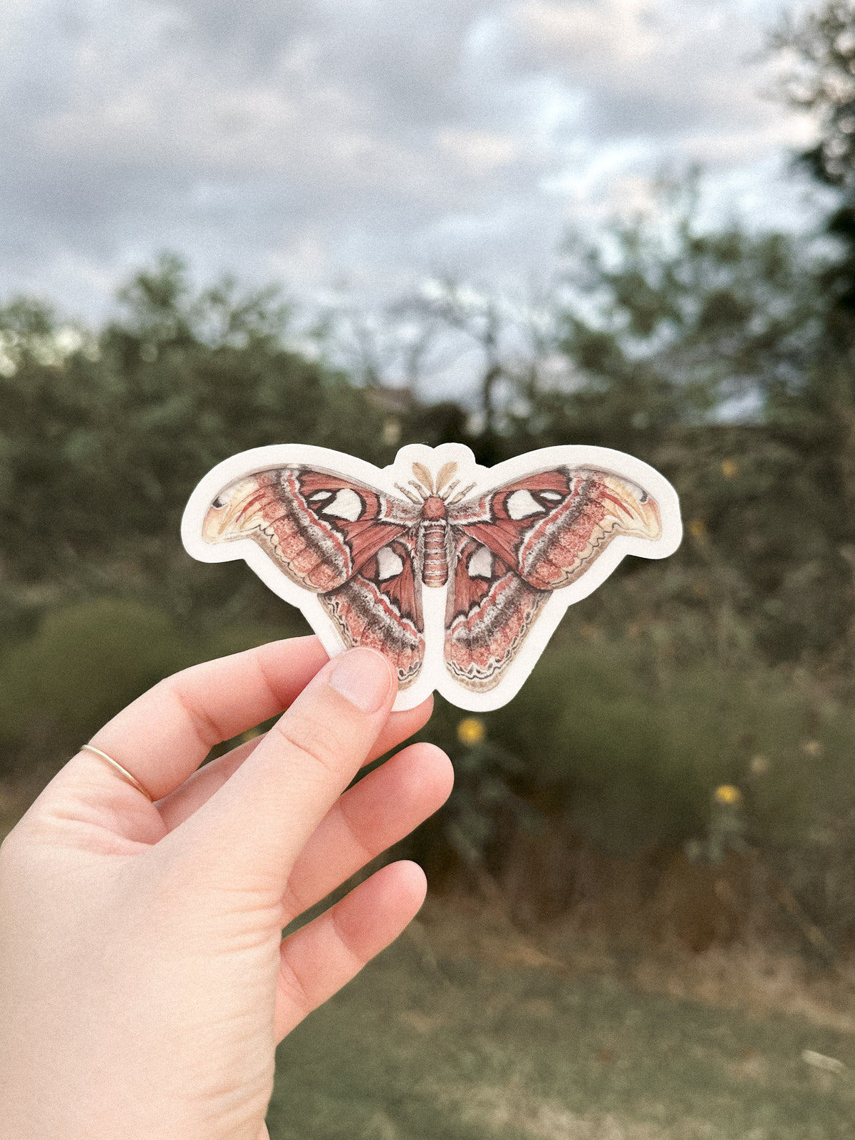 Atlas Moth Sticker