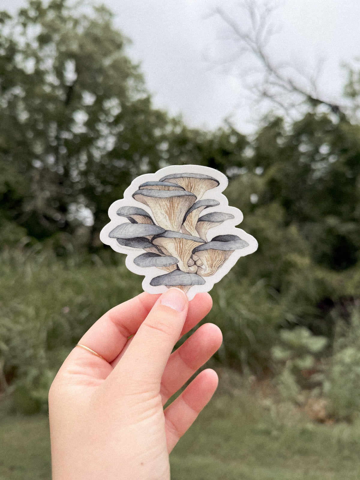 Blue Oyster Mushrooms Sticker