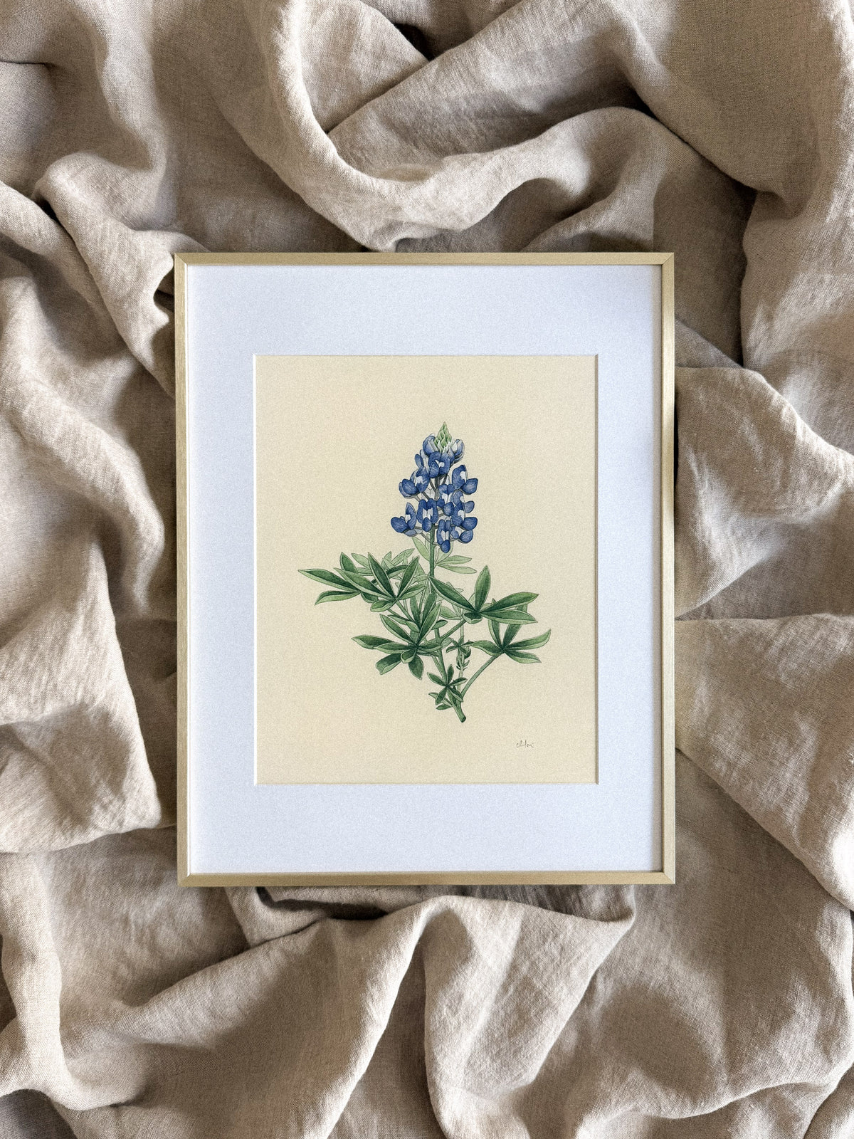 Bluebonnet Print 8x10