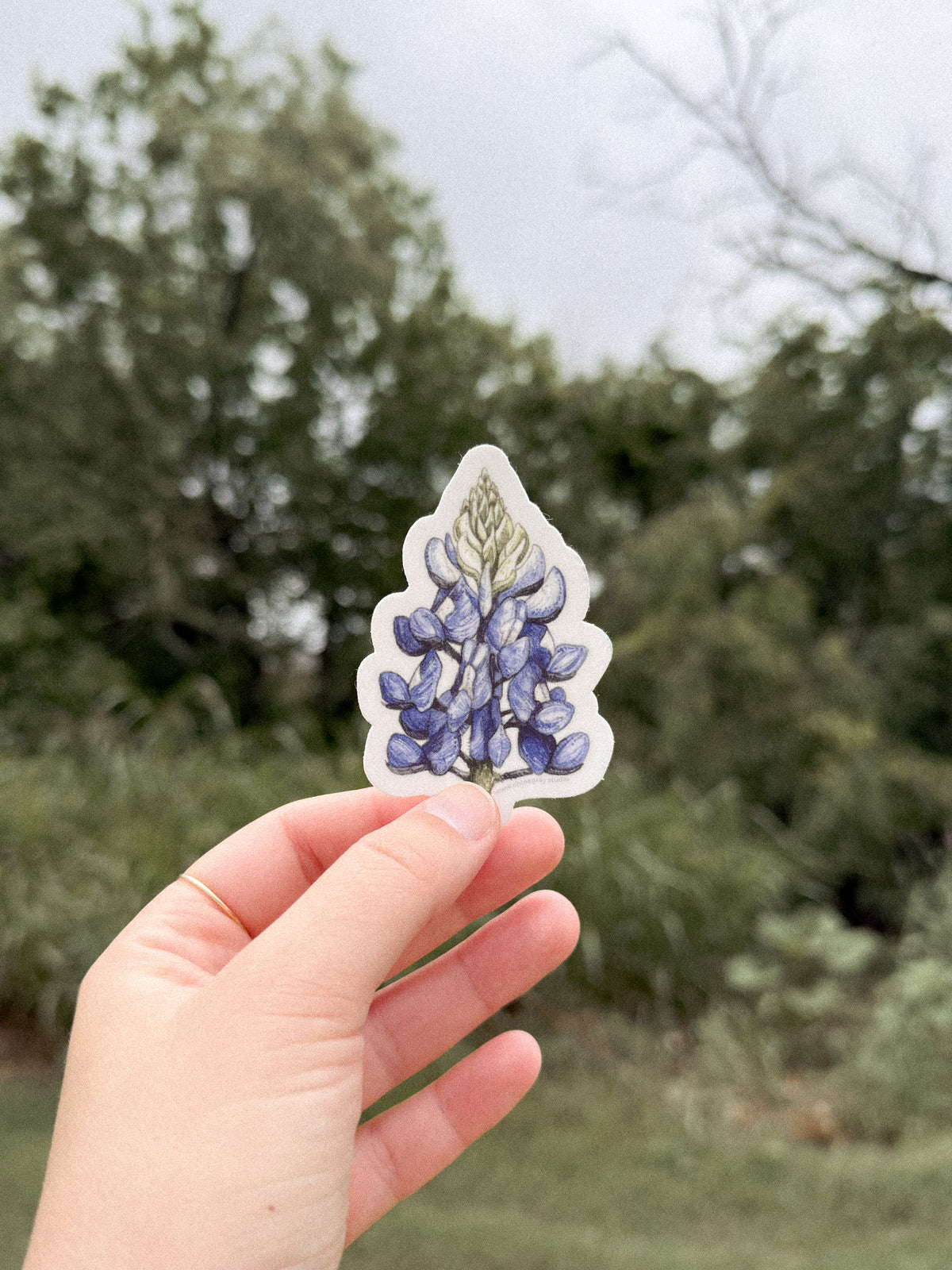 Bluebonnet Sticker