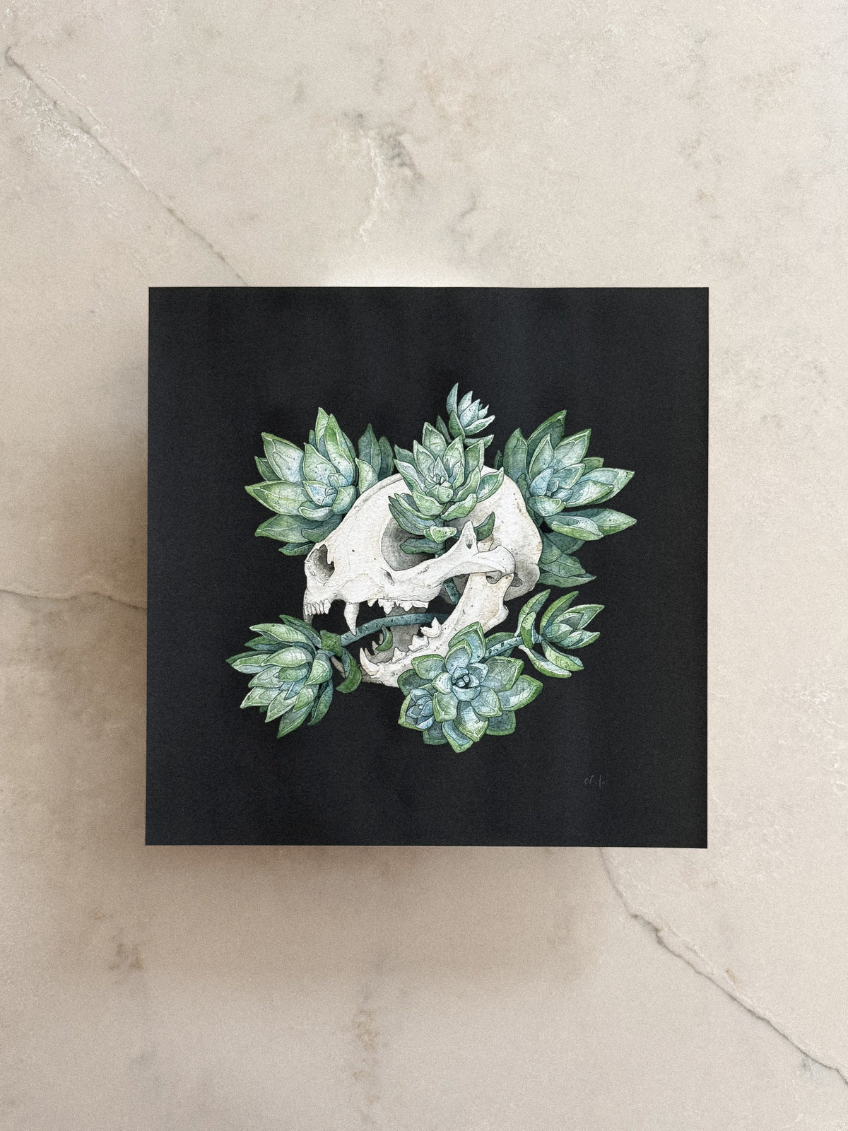 Cat Skull with Succulents Print 10x10