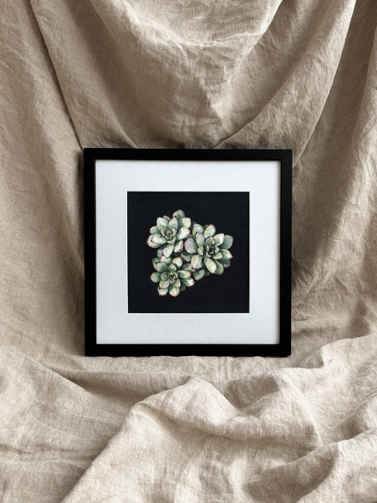 Echeveria Print 8x8