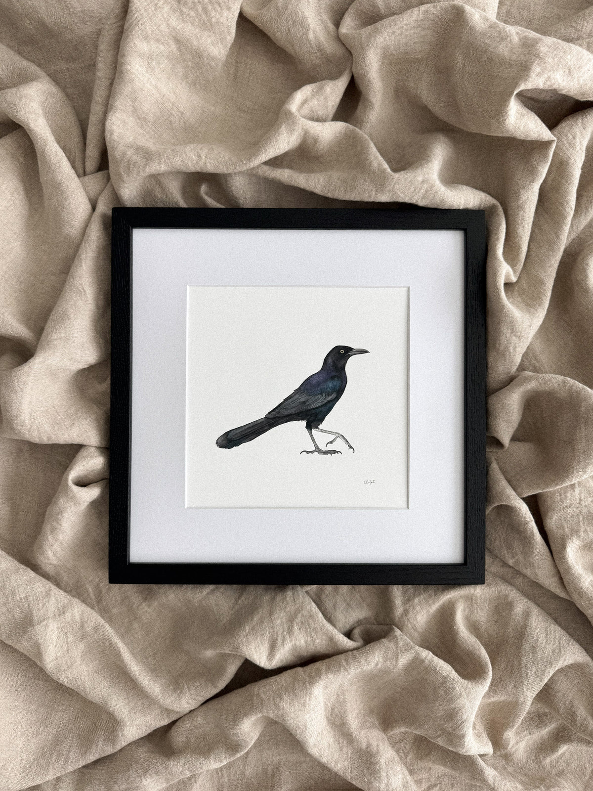 Grackle Print 8x8