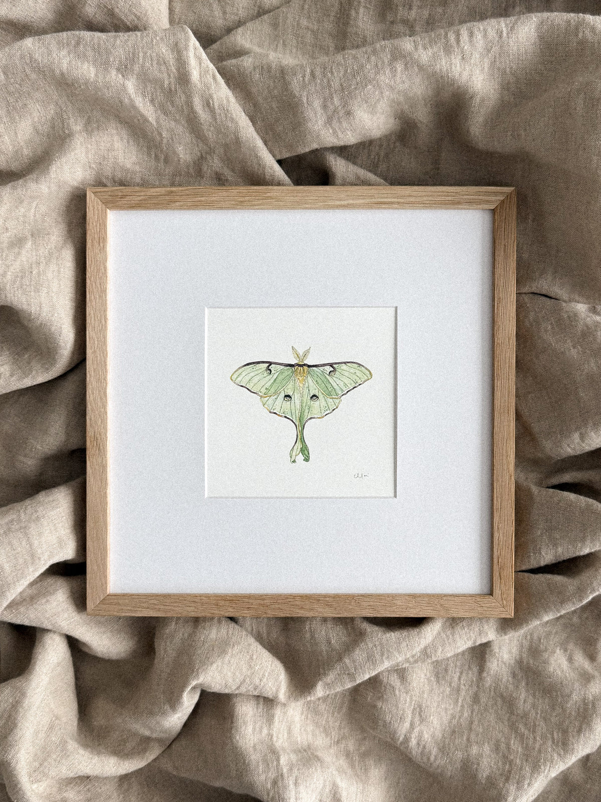 Luna Moth Mini Print 5x5