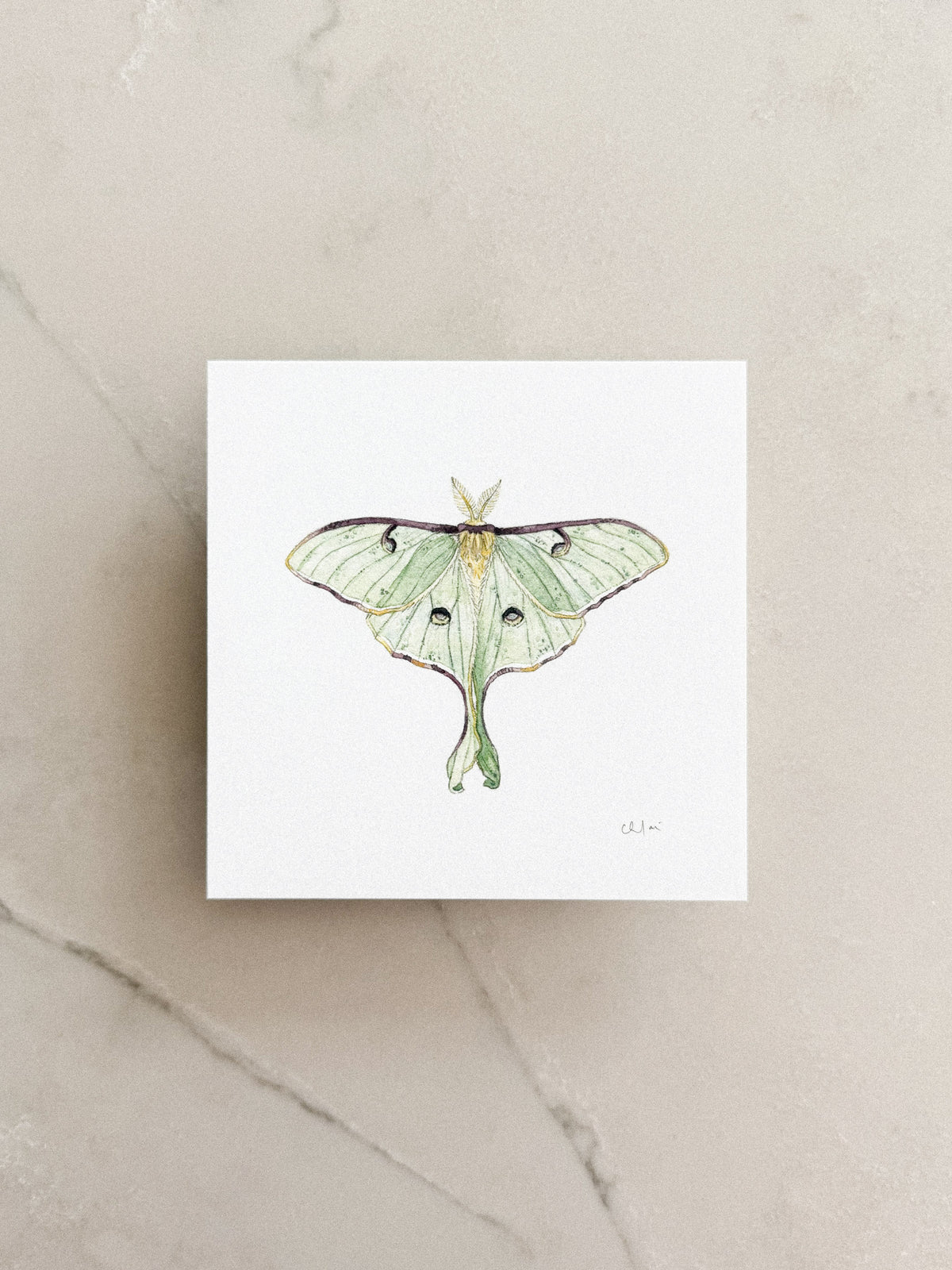 Luna Moth Mini Print 5x5