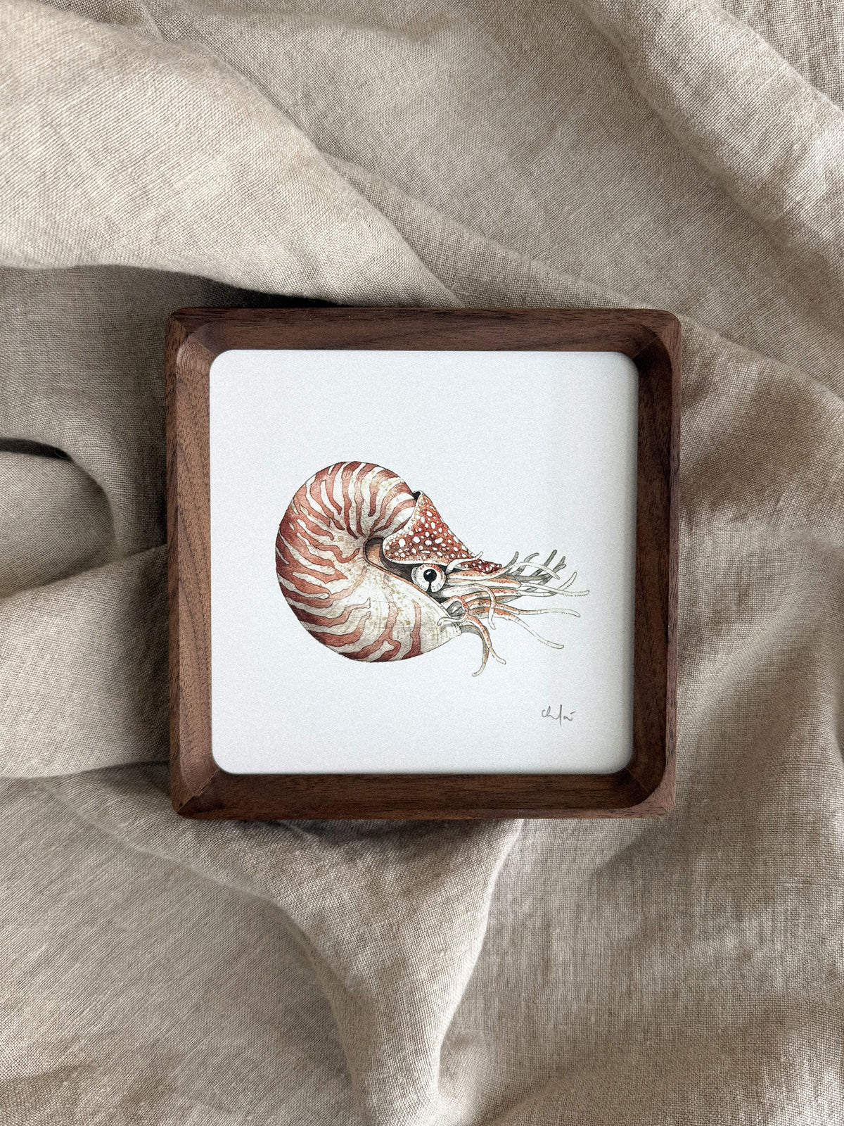 Nautilus Mini Print 5x5