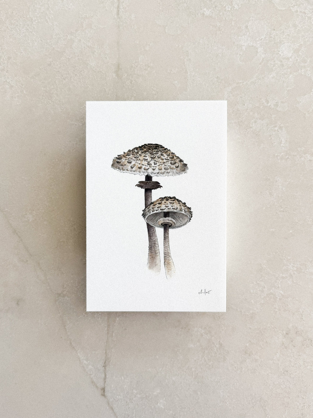 Parasol Mushrooms Mini Print 4x6