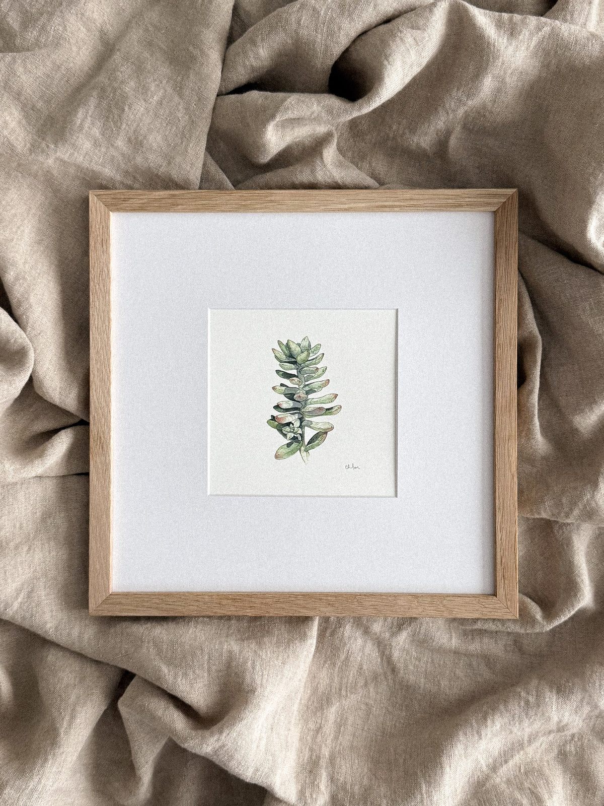 Succulent Study #1 Mini Print 5x5