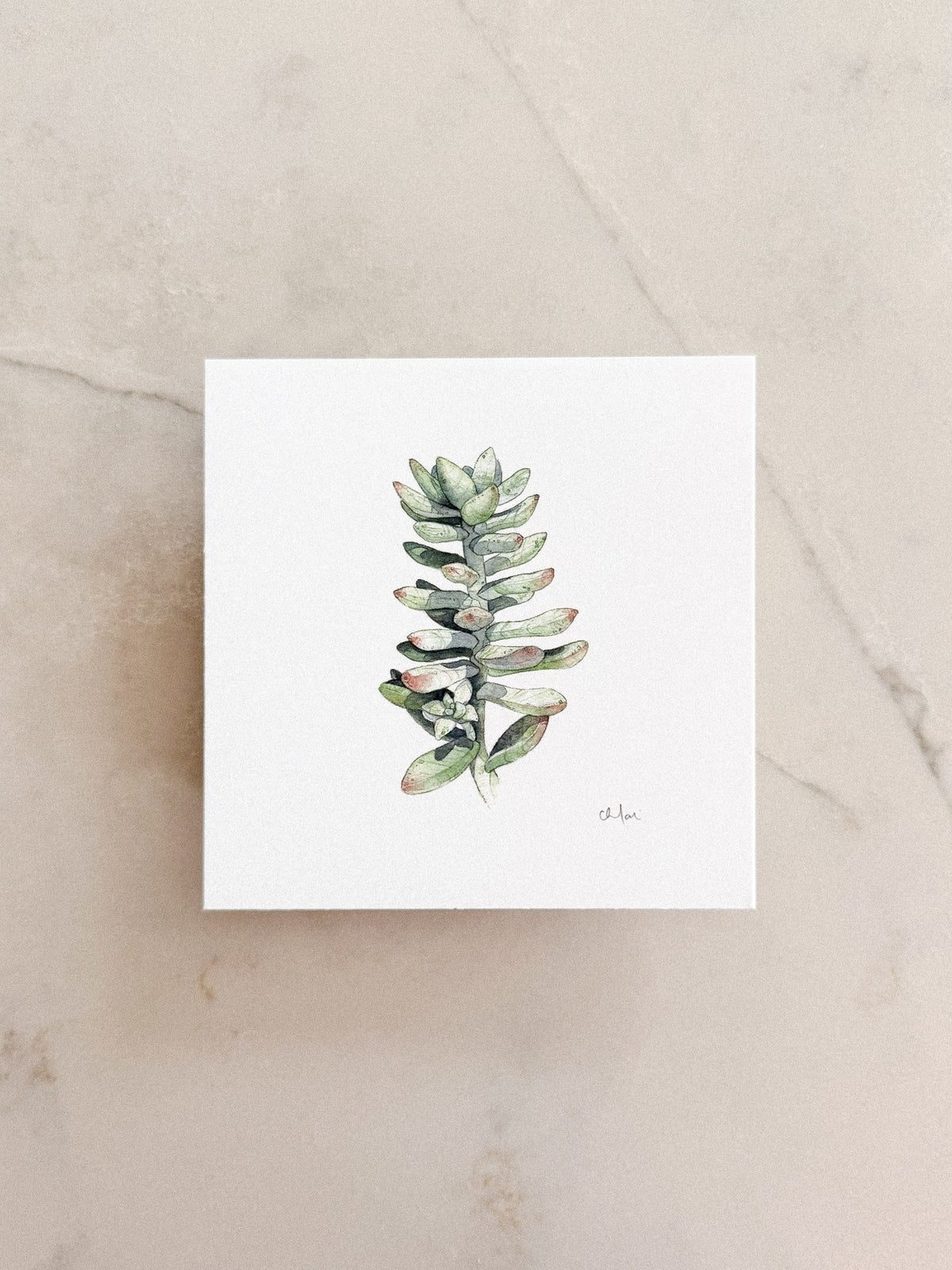 Succulent Study #1 Mini Print 5x5