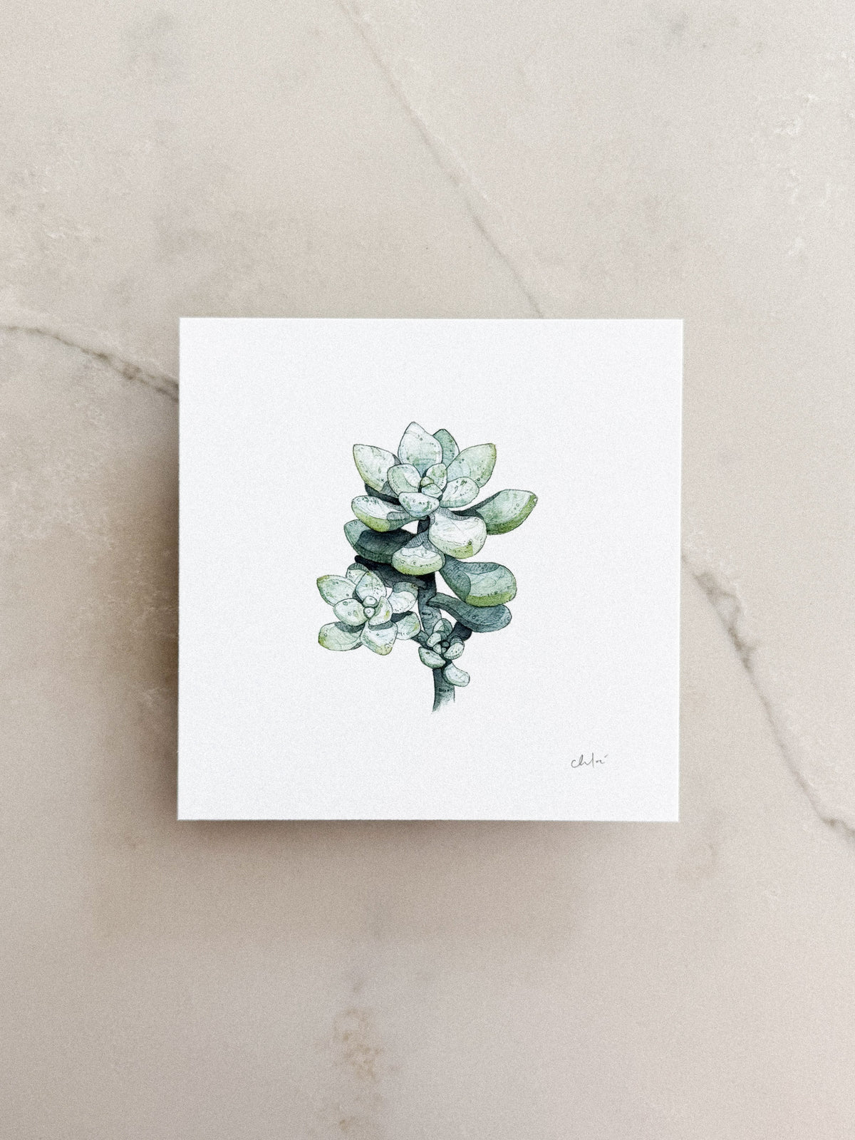 Succulent Study #3 Mini Print 5x5
