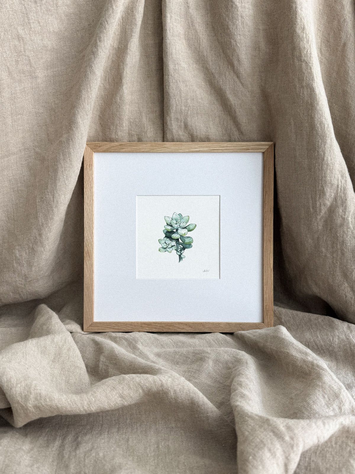 Succulent Study #3 Mini Print 5x5
