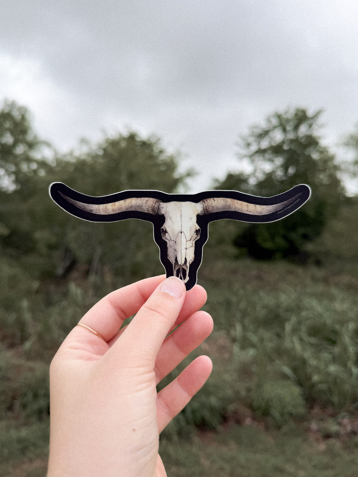 Texas Longhorn Skull Sticker