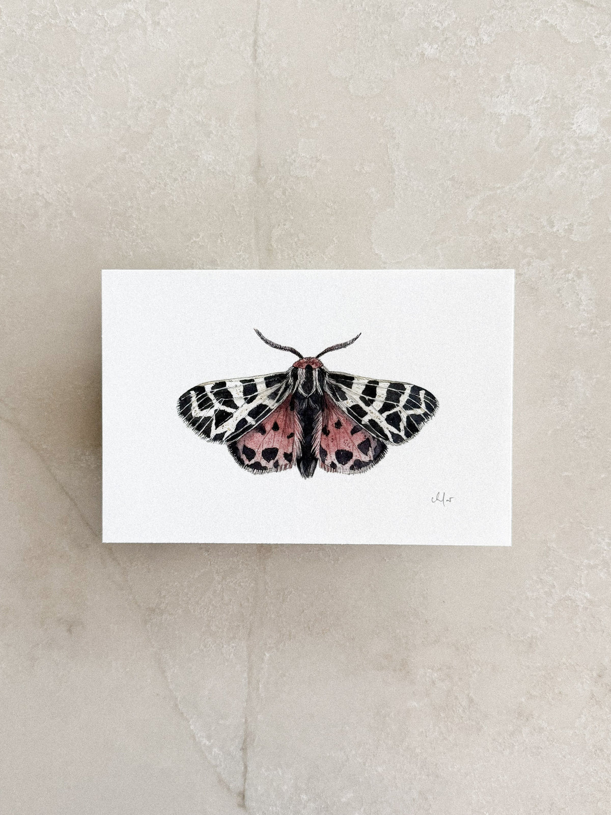 Virgin Tiger Moth Mini Print 4x6