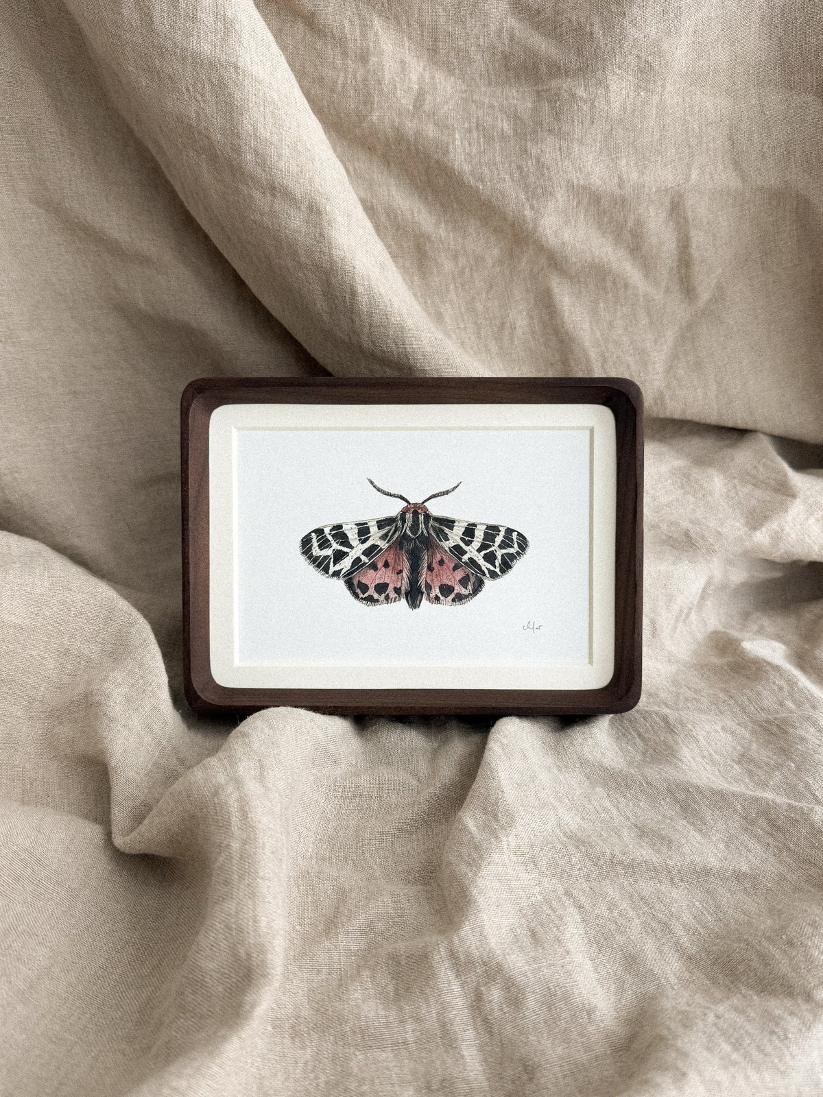 Virgin Tiger Moth Mini Print 4x6